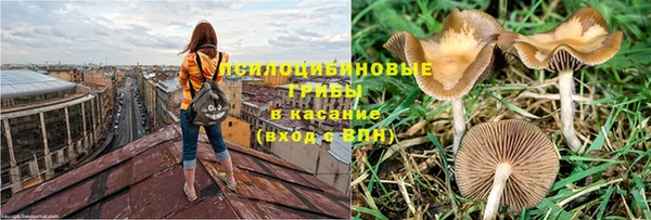 PSILOCYBIN Бородино
